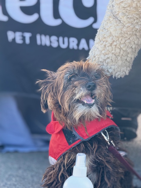 Fetch Pet Insurance’s 4th 101 Donations Campaign Raises $400K+ to Expand Free Veterinary Care with Project Street Vet