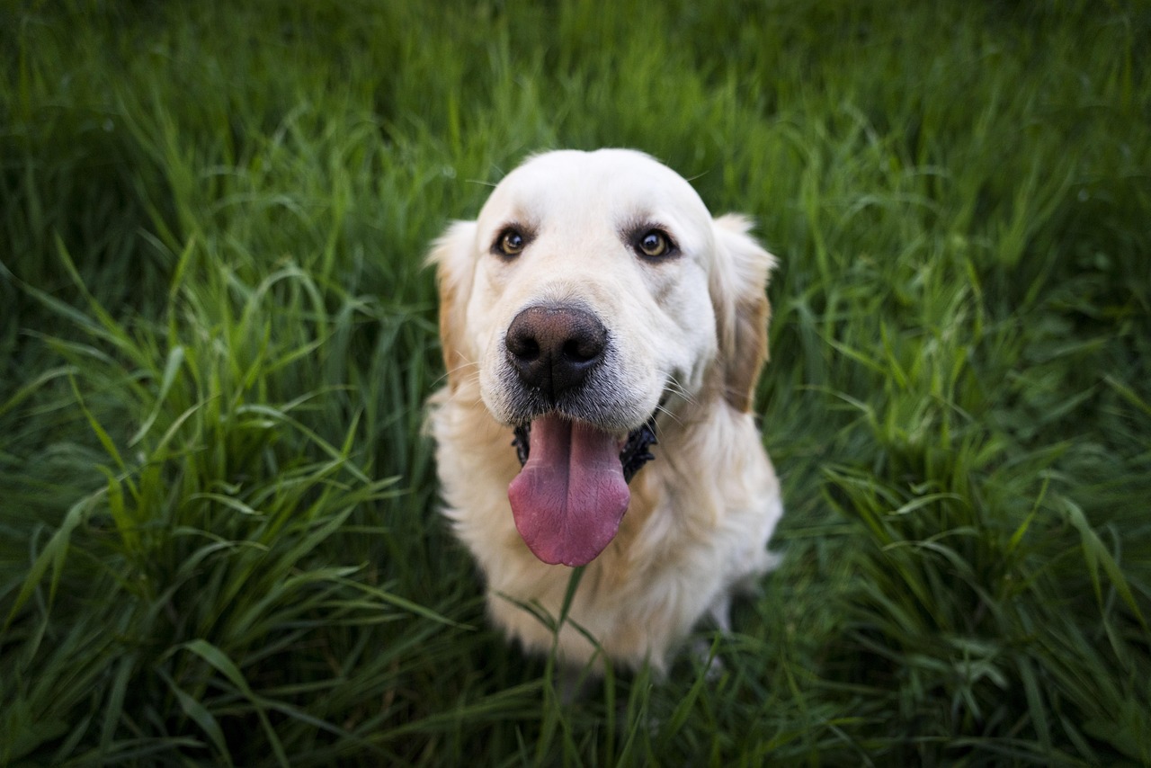 Veterinary Research Exposes Critical Dog Probiotic Selection Mistakes