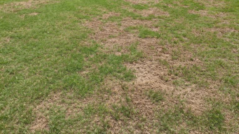 Featured image for Auto-prepared featured image